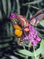 Butterfly & Moth Tank Top #247118