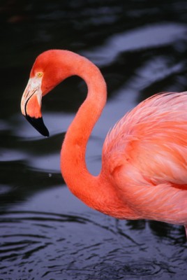 Flamingo calendar