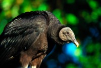 Vulture Poster Z1PH7766113