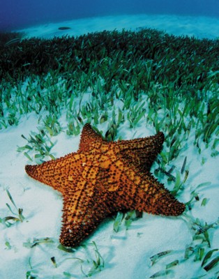 StarFish calendar