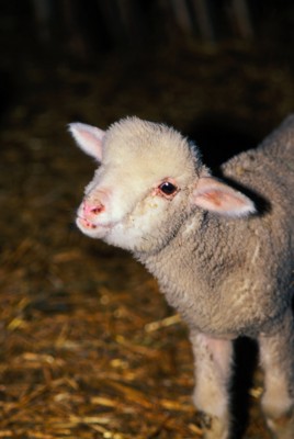 Sheep Tank Top