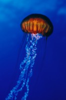 Jellyfish Poster Z1PH7775622