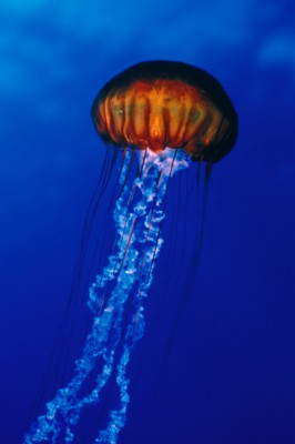 Jellyfish mug