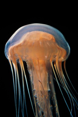 Jellyfish calendar