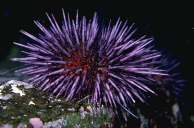 Sea Urchin posters