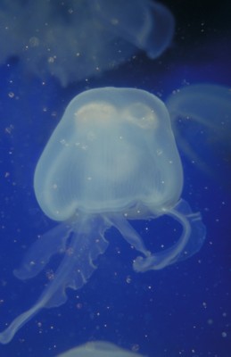 Jellyfish tote bag