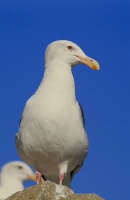 Seagull & Tern calendar