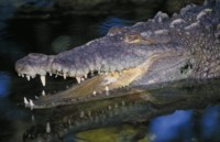Alligator & Crocodile Poster Z1PH7777469