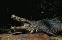 Alligator & Crocodile Poster Z1PH7777538