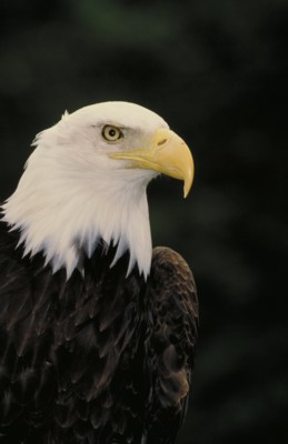 Bald Eagles posters