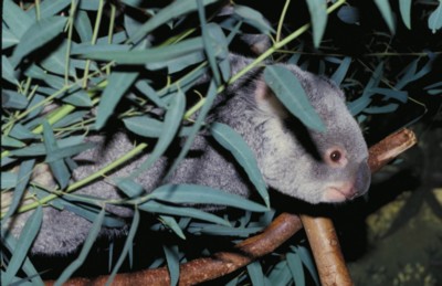 Koala Sweatshirt
