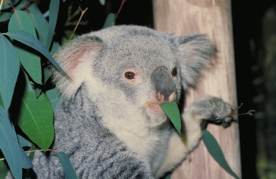 Koala calendar