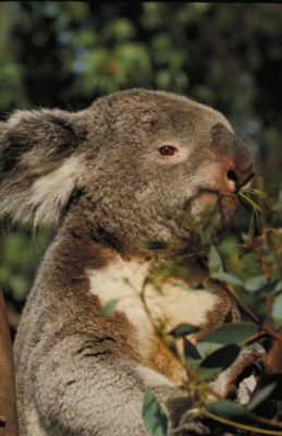 Koala poster