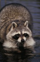 Raccoon hoodie #247334