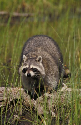 Raccoon calendar
