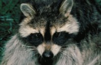 Raccoon hoodie #247330