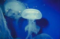 jellyfish Tank Top #247425