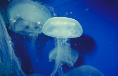 Jellyfish posters