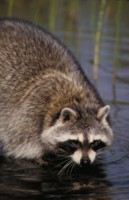 Raccoon hoodie #247335