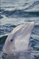 dolphin Poster Z1PH7779800