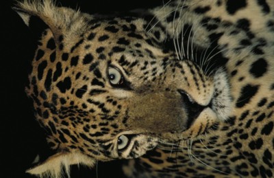 Leopard & Jaguar Poster Z1PH7779826