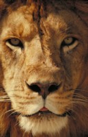 Lion Poster Z1PH7779956