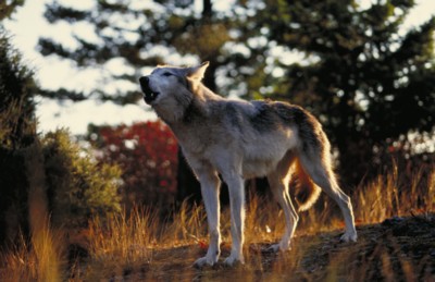 Wolf Poster Z1PH7780025