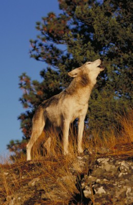 Wolf calendar
