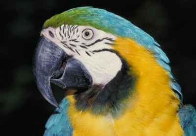 parrot Sweatshirt
