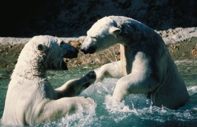 Polar Bear poster