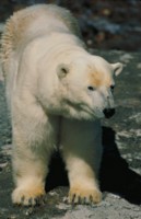Polar Bear Sweatshirt #247336