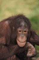 Orangutan Longsleeve T-shirt #247397