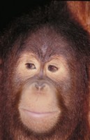 Orangutan Poster Z1PH7780506