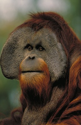 Orangutan hoodie