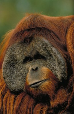 Orangutan hoodie