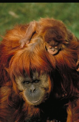 Orangutan tote bag