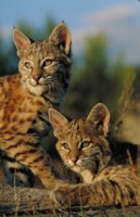 Bobcat Wildcat & Lynx Poster Z1PH7780992