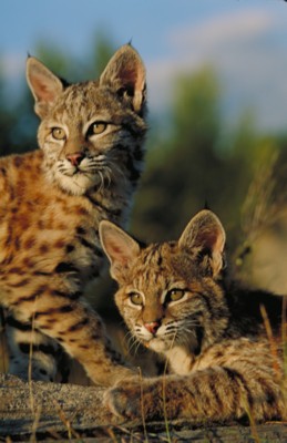 Bobcat Wildcat & Lynx hoodie