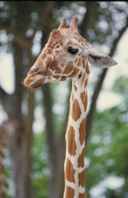 Giraffe Longsleeve T-shirt