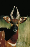 Antelope & Gazelle Longsleeve T-shirt #251681