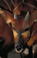 Antelope & Gazelle Poster Z1PH7781589