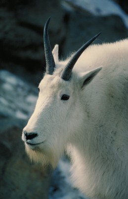 goat poster