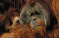 Orangutan mug #Z1PH7782957