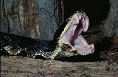 Snake calendar