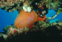 Reef & Coral Mouse Pad Z1PH7790095