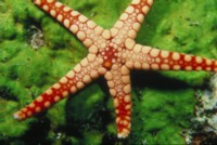 starfish hoodie #247724
