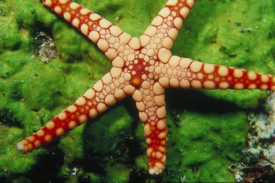 starfish calendar