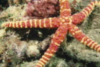 starfish Tank Top #247725