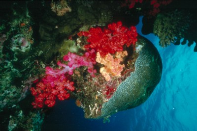 Reef & Coral tote bag #Z1PH7790768