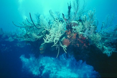 Reef & Coral tote bag #Z1PH7791021
